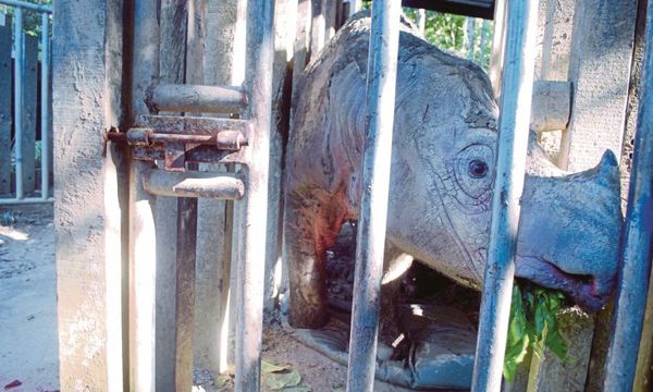 Puntung, a female Sumatran rhino, had to be euthanised in 2017 due to skin cancer.