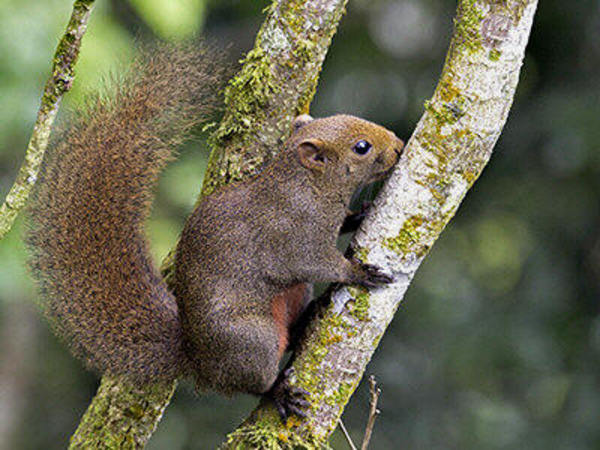 Squirrels mainly eat plants and seeds but they also occasionally feed on insects.