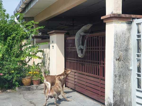 Two dogs were seen in a photo presumably puzzled and barking at the gigantic creature.