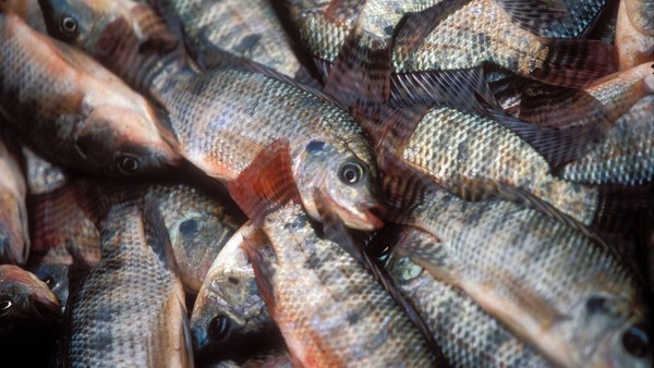 An image of Tilapia fishes