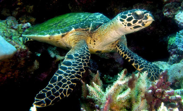 An image of a Green Turtle.