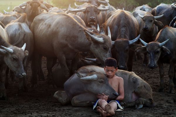 Gambar yang telah memenangi Anugerah Istimewa dari Siena International Photo Awards.