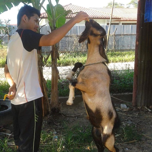 Afiq helped his father by taking care of their goats.