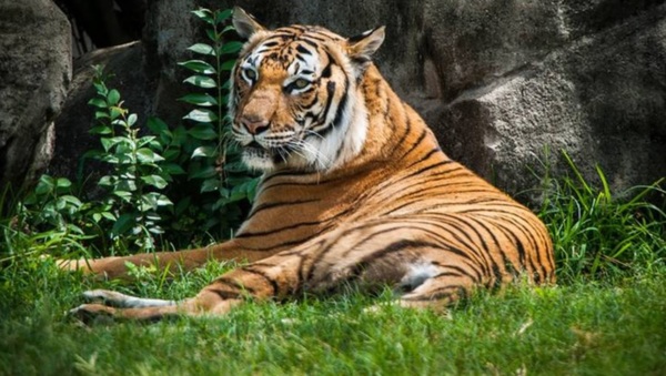 Malayan tiger 'Satu' photographed.