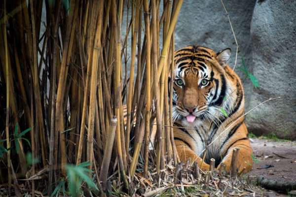 'Berani' photographed at the Houston Zoo.