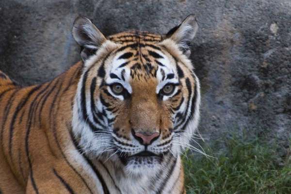 'Satu' photographed in the Houston Zoo.