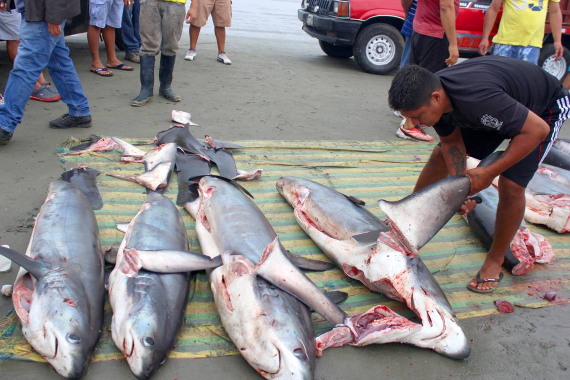 13 tonnes of shark fins exported overseas each year - NZ Herald