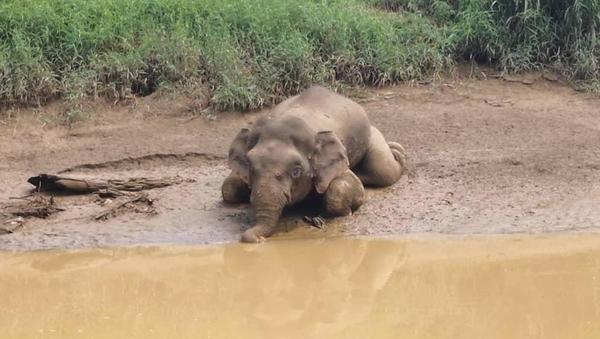 The body of the elephant was found by wildlife officers in a seated position after being pulled out of the river.