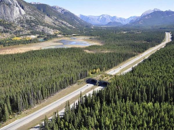 A wildlife crossing in Banff National Park, Canada, for wildlife to traverse the Trans-Canada Highway.