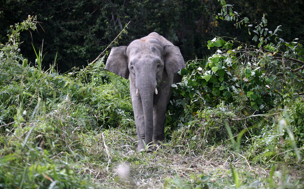 The pygmy elephant is an endangered species found in the tropical rainforests of Borneo.