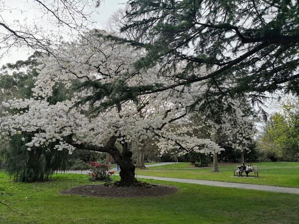 Christchurch Botanic Gardens