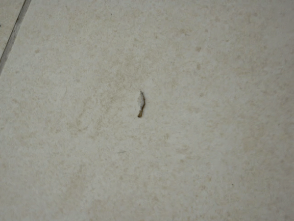 Weird Tiny White Co On The Wall