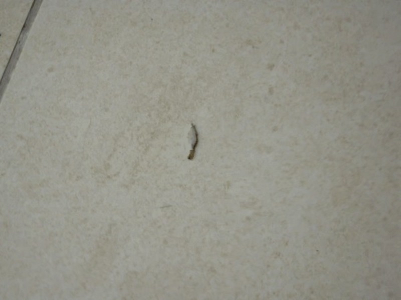 What Is That Weird Tiny White Cocoon On The Wall In My Bedroom