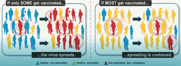 An infographic explaining 'herd immunity'.