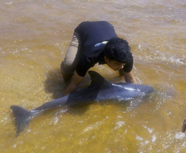 Mohd Nur Aiman Suhaimi rescuing the beached dolphin.