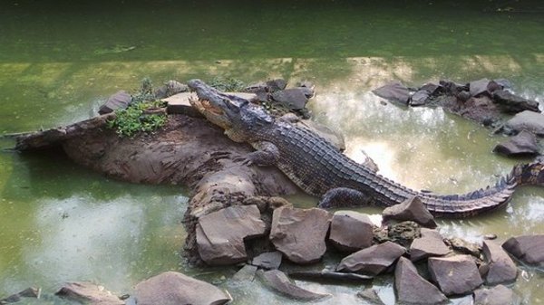 Blanakan Crocodile Farm in Blanakan, Kabupaten Subang.