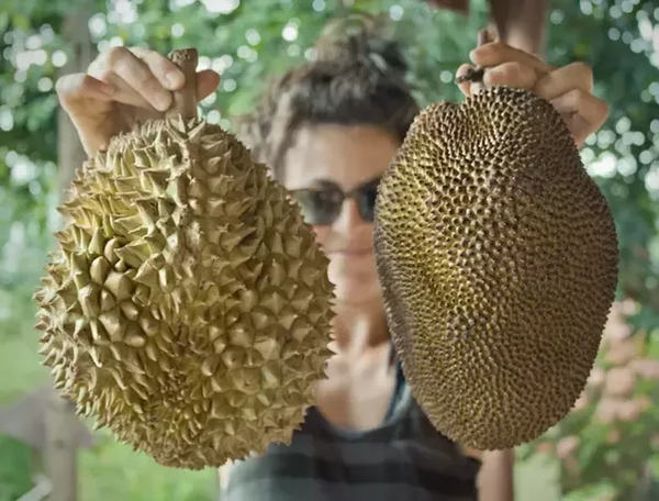 Durian (left) and jackfruit (right).