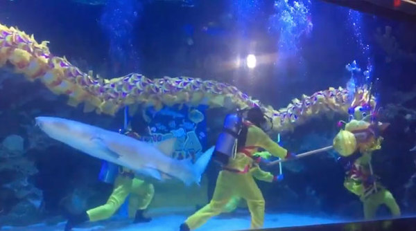 A shark entered the scene amidst the underwater dragon dance performance.