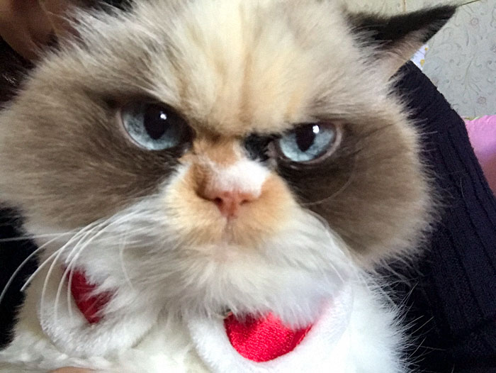 Is This the New Grumpy Cat?