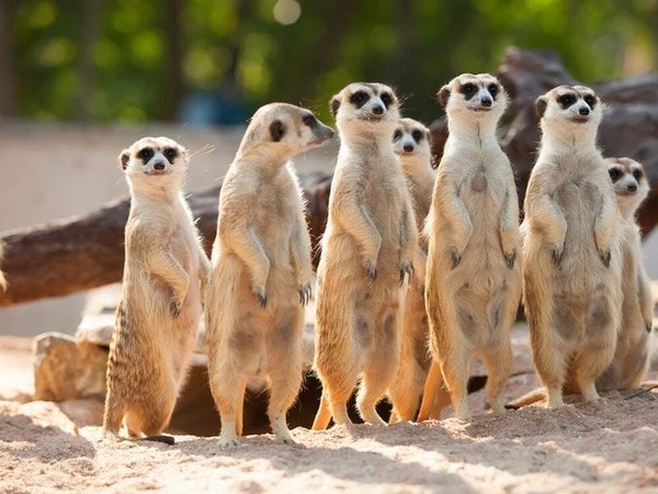 We read that meerkats love cockroaches.