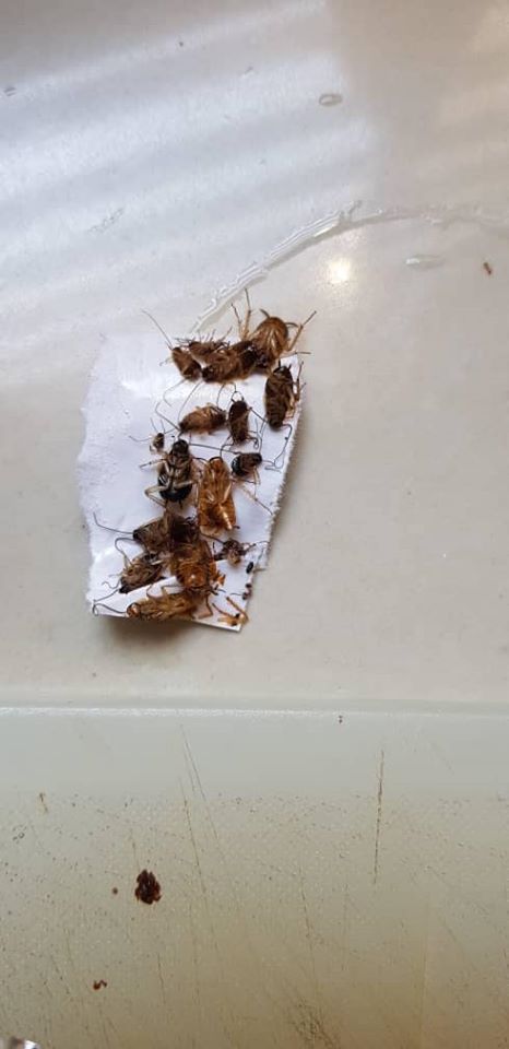 2 Customers Found Live Cockroaches In Cakes Bought From Popular Mini ...