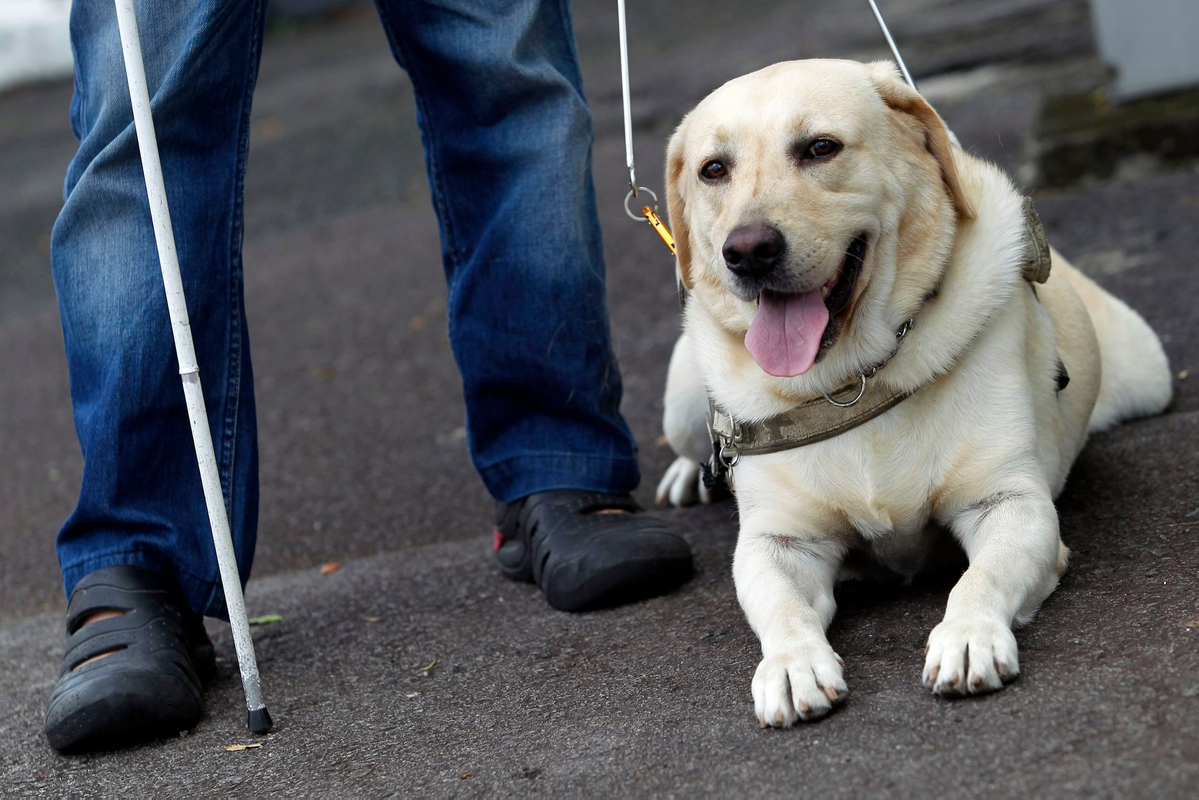 Malaysia's 1st Guide Dog Passes Away After Serving Owner For 6 Years