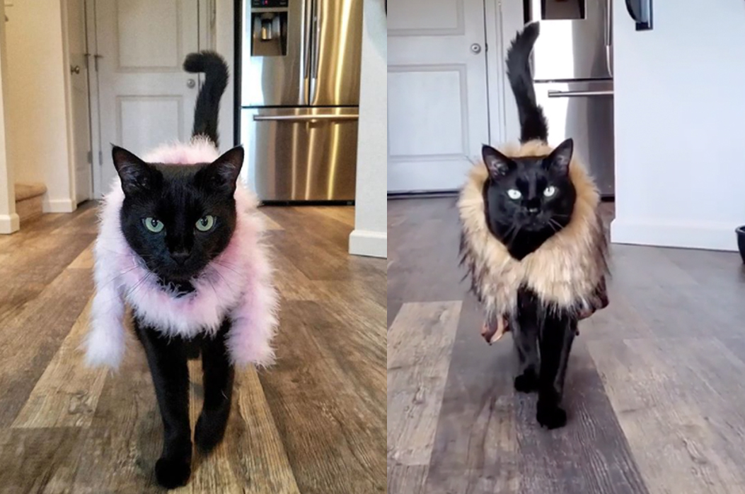 This Instagram Famous Black Cat Is The Fashion Icon Of 2020