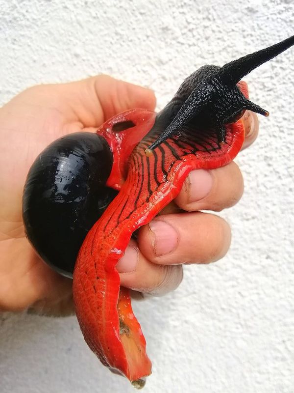 Meet The Fire Snail, The Rare Red & Black Slug From Malaysia - Indie88