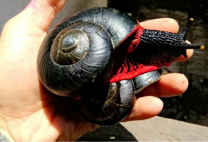 Fire Snails Only Exist In Malaysia And They Look Badass