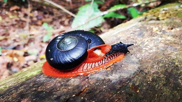 Fire snail