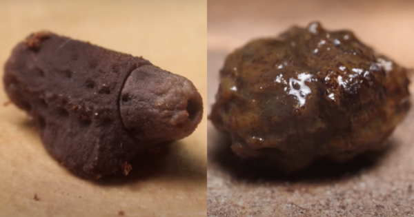 Comparison of a giant leaf insect's egg (left) and their poop (right).