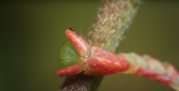 Bifurcated claws are claws that are separated into two.