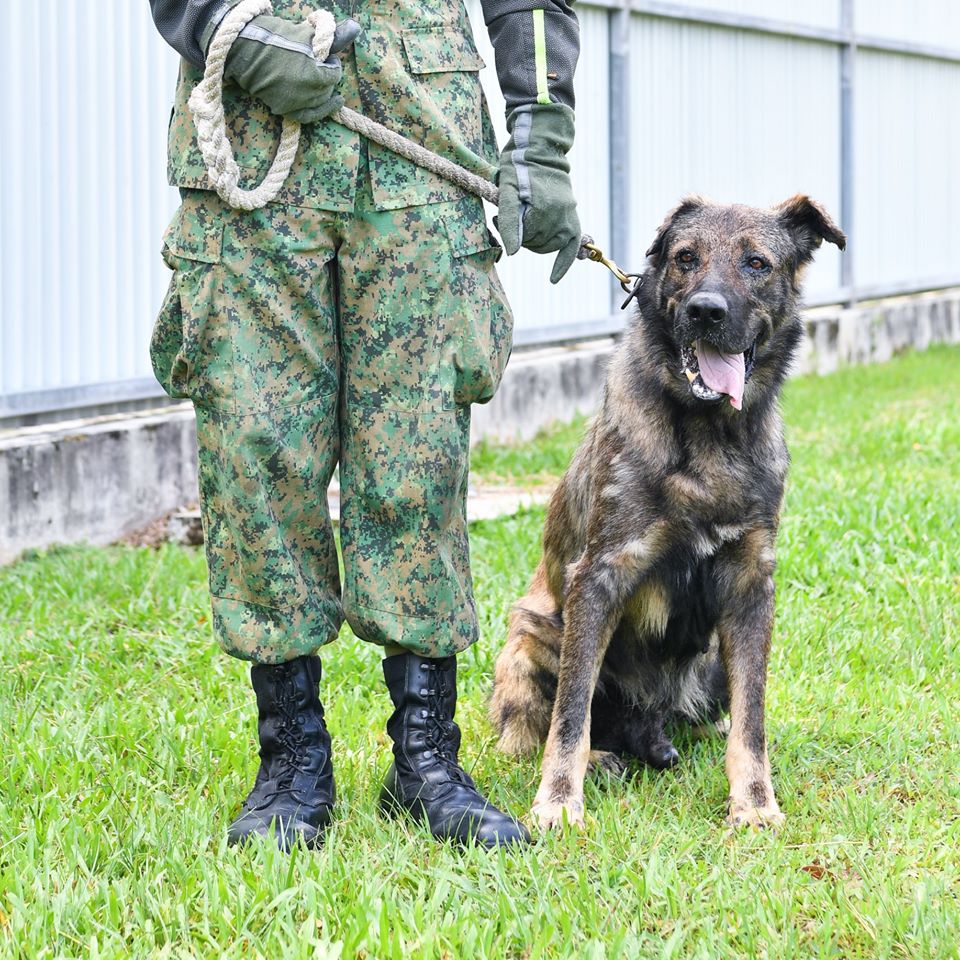 [PHOTOS] Brave Military Doggos Have Served Their Time And Are Now ...