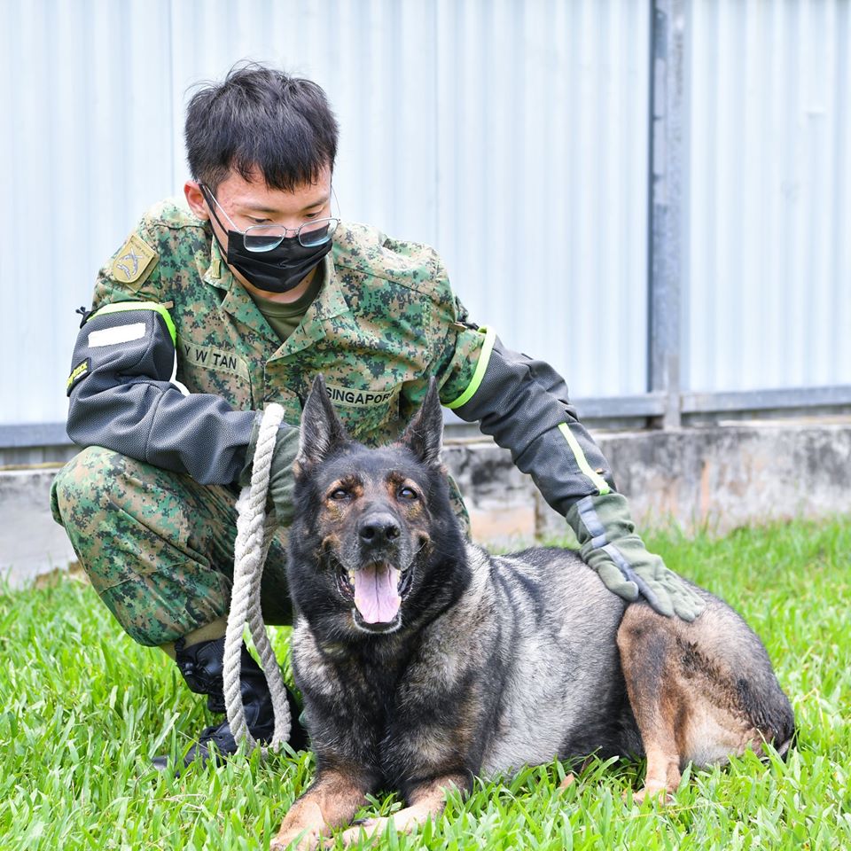 [PHOTOS] Brave Military Doggos Have Served Their Time And Are Now ...