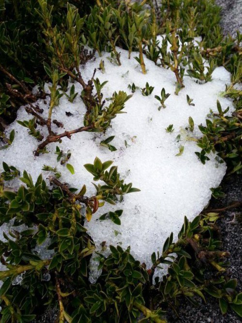 Snow in mount kinabalu