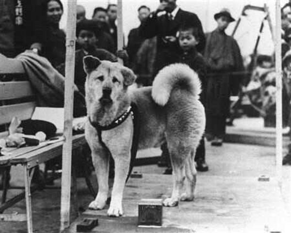 Hachiko.