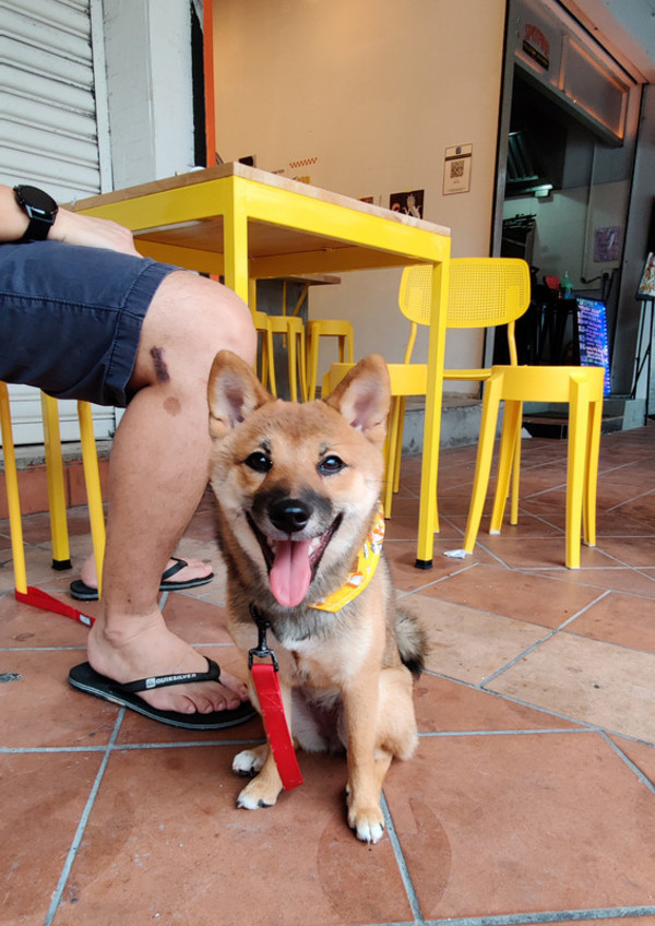 15 Pet-Friendly Cafes In Klang Valley