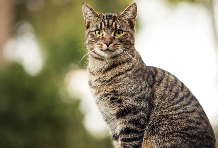Gambar sekadar hiasan.