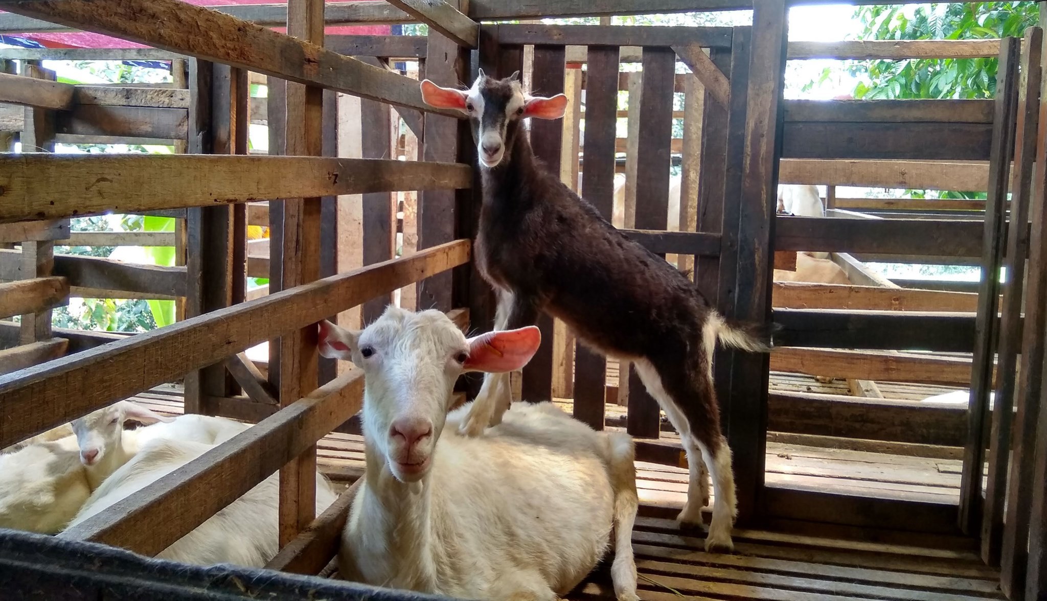 Image from Glamgoat Aman Dusun Farm Retreat (Facebook)