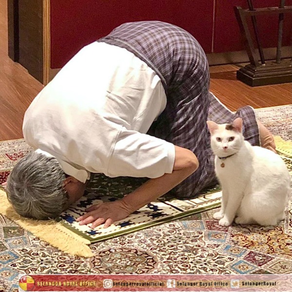 Pernah menjadi kucing terbiar, Snowy kini menjadi peneman setia Sultan Selangor dan sentiasa berada di sisi baginda.