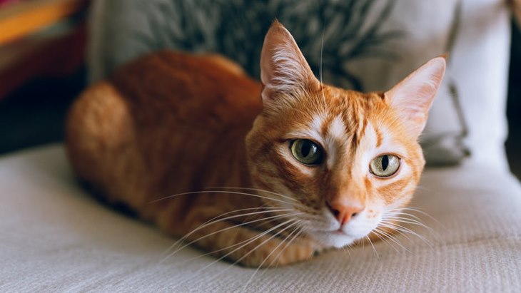 Gambar sekadar hiasan.