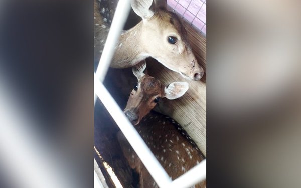 Two of the spotted deer cramped into a box before they were transported by the buyer.