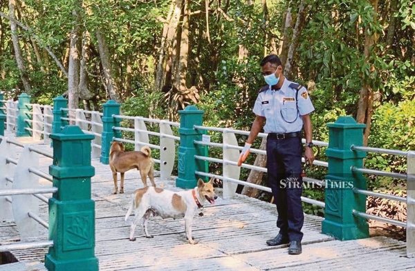 Khairol Nizam Mohd Zaki with Puppy and Johny at the Mangrove Swamp Park in Lumut on 4 February.