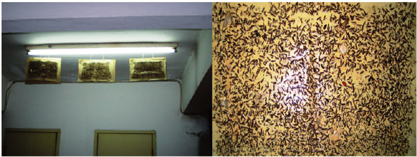 Sticky traps placed under fluorescent lights in public areas can capture thousands of rove beetles during outbreaks.