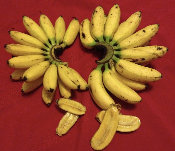 Pisang emas (left) and pisang lemak manis (right).