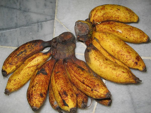 Pisang rastali or kelat.