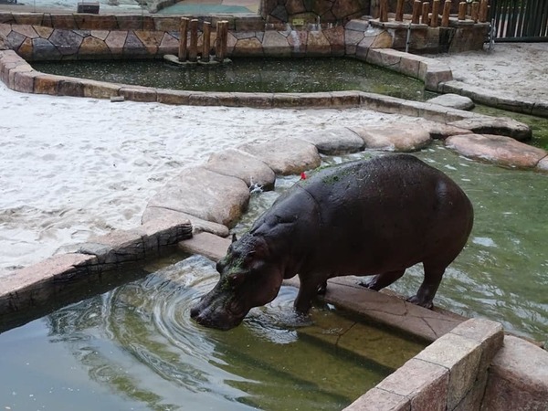 Here we have one half of the hippo couple waiting for its other half before the wedding ceremony.