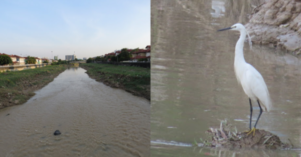 Photos of the river in the past show that fish and egrets were thriving in the area.