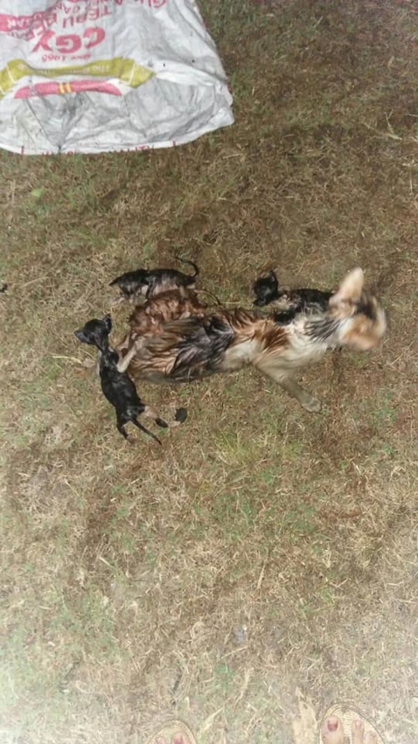 The mother cat and her kittens after they were rescued.