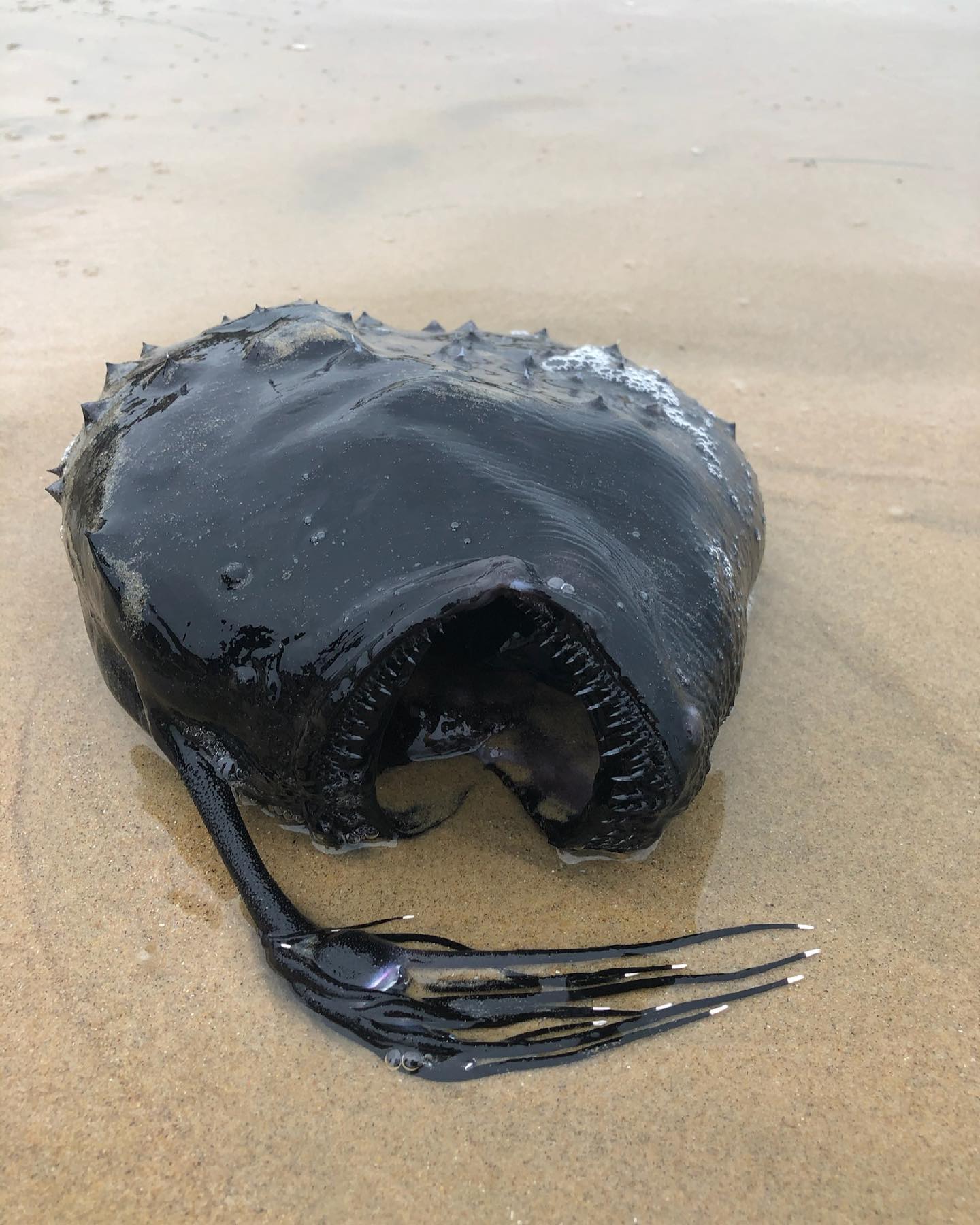 Rarely Seen Deep Sea Creature Washes Up Ashore And It Looks Like An Emo